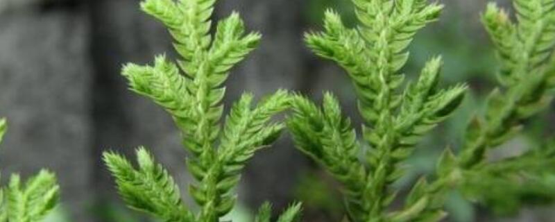 卷柏怎么修根（卷柏怎么生根）