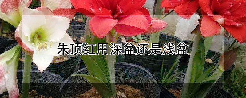 朱顶红用深盆还是浅盆（朱顶红用深盆还是浅盆家里养睡莲花好吗）