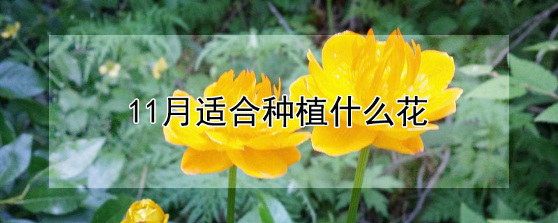 11月适合种植什么花（11月适合种植什么花草）