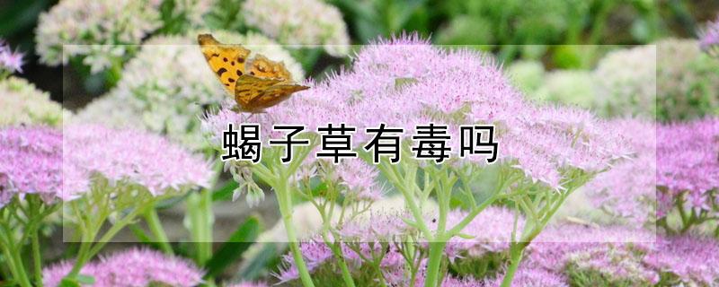 蝎子草有毒吗（蝎子草有毒吗图片）