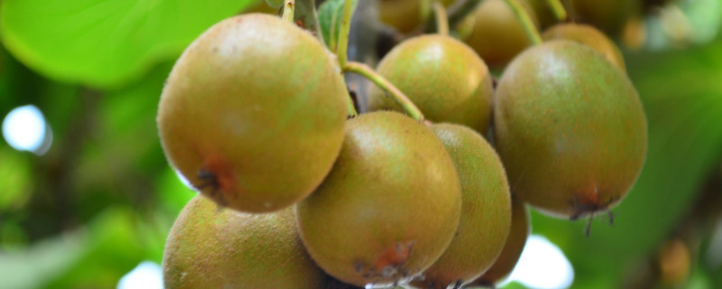 猕猴桃僵苗怎么办 猕猴桃死苗原因图片