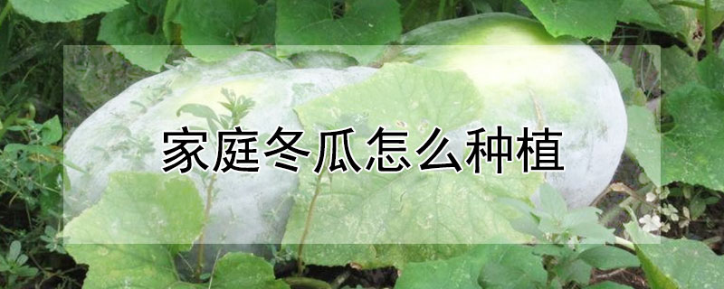 家庭冬瓜怎么种植 家庭冬瓜种植方法和时间