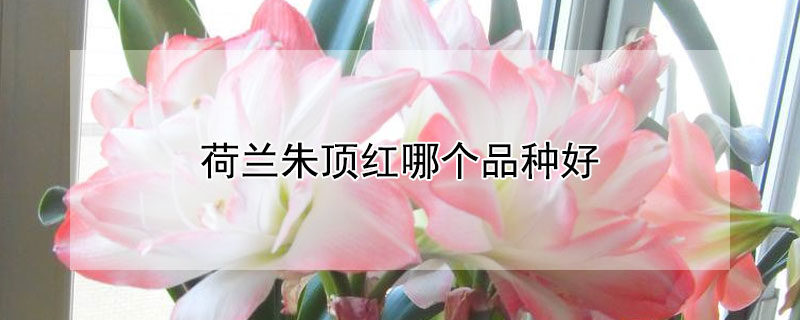 荷兰朱顶红哪个品种好 洋朱顶红什么品种好看