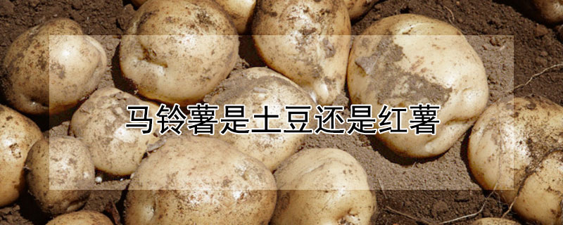 马铃薯是土豆还是红薯（马铃薯是土豆还是红薯?）