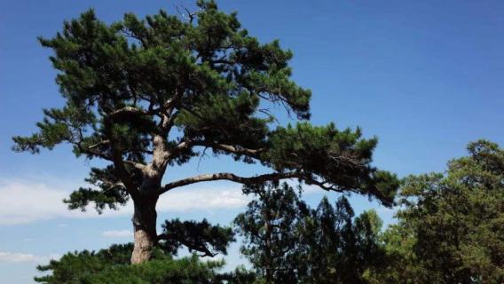 岁寒三友是指哪三个植物（岁寒三友是指哪三个植物诗句）