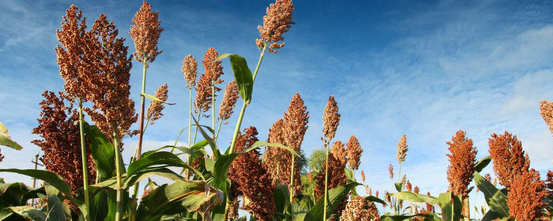 高粱种植技术和方法（红缨子高粱种植技术和方法）