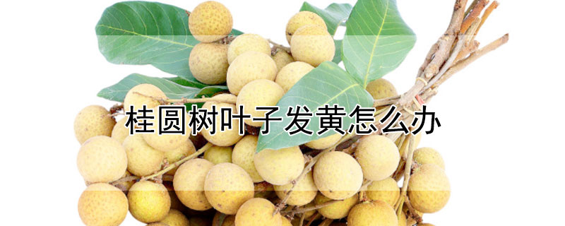 桂圆树叶子发黄怎么办 桂圆树树叶发黄原因