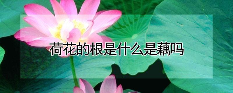 荷花的根是什么是藕吗（藕是荷花的根吗?）