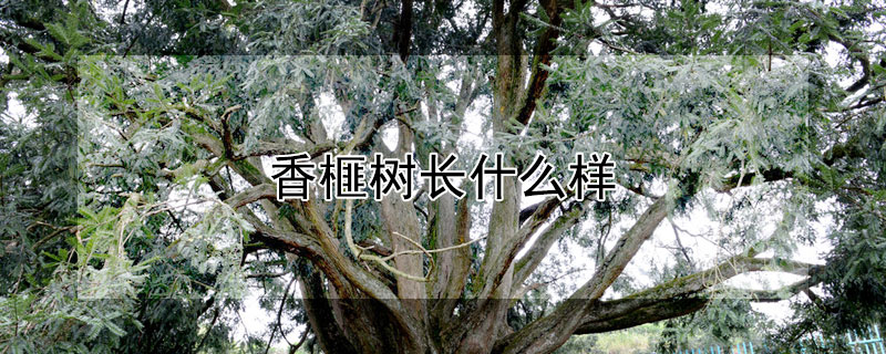 香榧树长什么样 香榧树长啥样