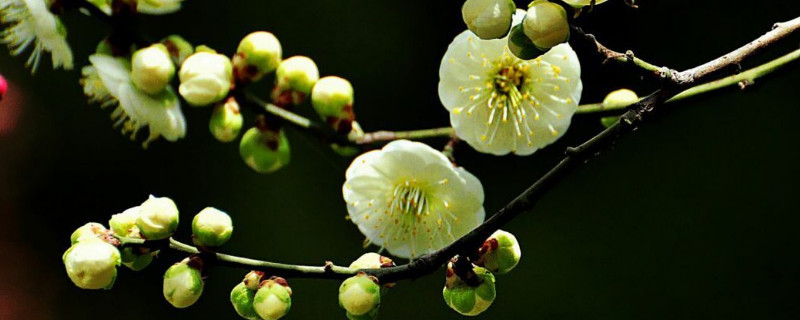 绿萼梅就是白梅花吗 绿萼梅就是白梅花吗为什么