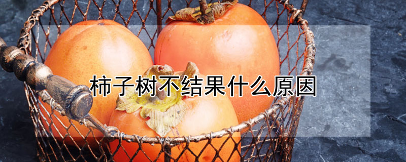 柿子树不结果什么原因 柿子树不结果的原因
