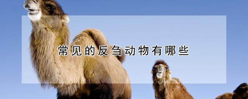 常见的反刍动物有哪些 常见的反刍动物有哪些动物