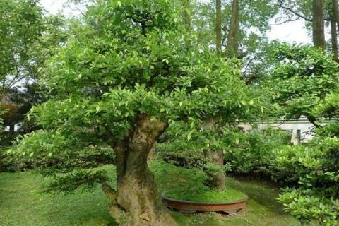 榆树上能嫁接什么果树