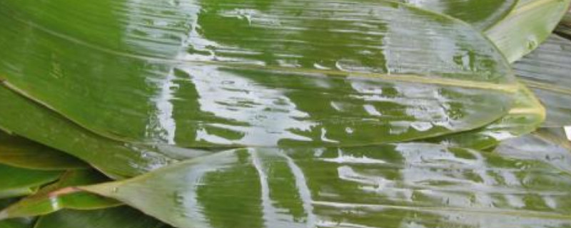 粽子叶是竹叶吗（粽子叶是竹叶吗图片）