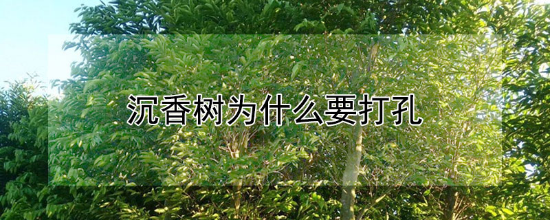 沉香树为什么要打孔（沉香树上打孔的作用）