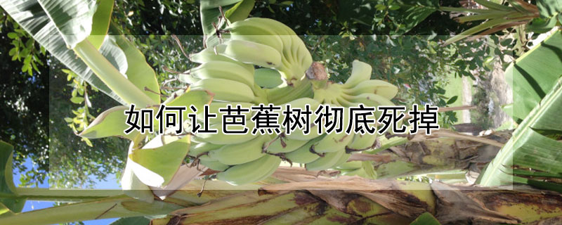 如何让芭蕉树彻底死掉 什么东西能除死芭蕉树