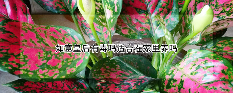 如意皇后有毒吗适合在家里养吗 如意皇后有毒吗适合在家里养吗:如意皇后裁培新苗吗?