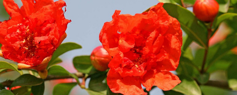 怎样扦插石榴老杆 怎样扦插石榴老杆子视频