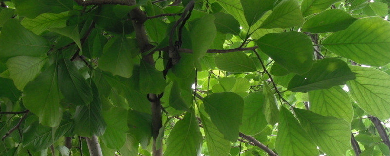 树为什么要涂一层白色 树为什么要涂一层白色的