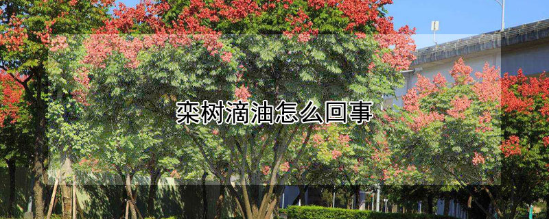 栾树滴油怎么回事 栾树滴油打什么药