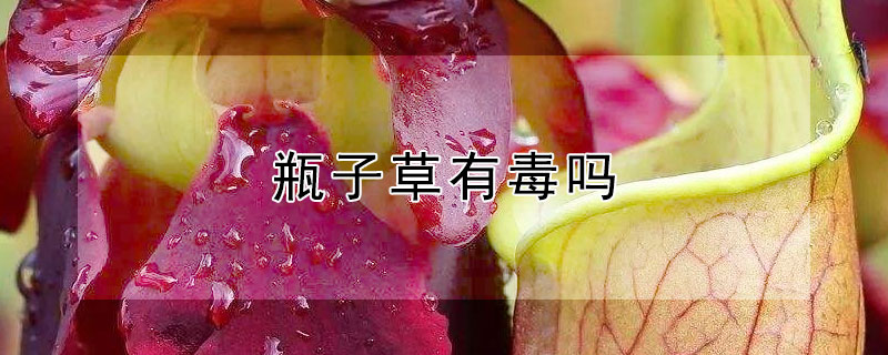 瓶子草有毒吗 瓶子草有毒吗可以摸吗