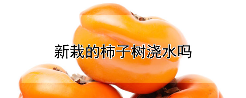 新栽的柿子树浇水吗（柿子树移栽浇水怎么浇）