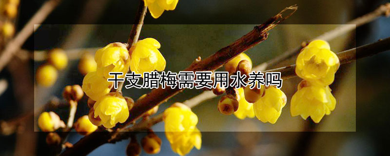 干支腊梅需要用水养吗 腊梅干养还是水养