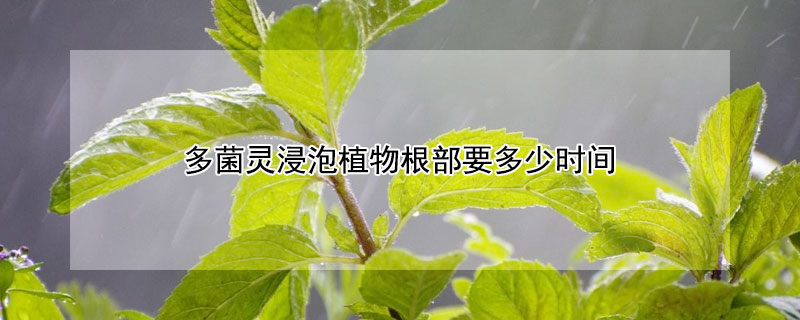 多菌灵浸泡植物根部要多少时间（多菌灵浸泡植物根部要多少时间才能浇水）