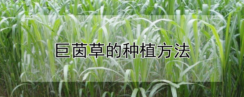 巨茵草的种植方法（巨茵草的种植方法和用量）