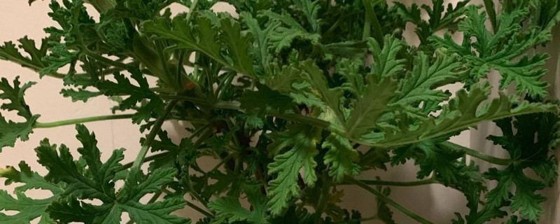 驱蚊草有几种（驱蚊草有几种花色）