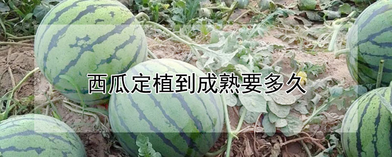 西瓜定植到成熟要多久（西瓜定植到成熟要多久呢）