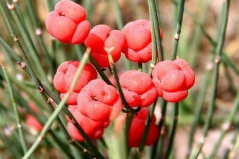 节节草是麻黄草吗