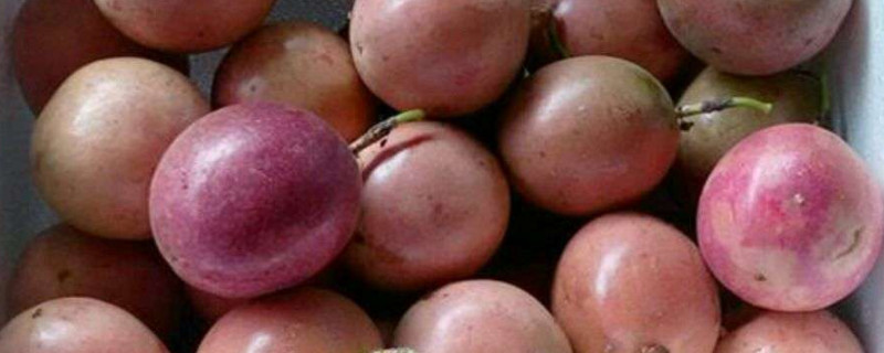 百香果怎么促花芽分化 如何促进百香果开花结果