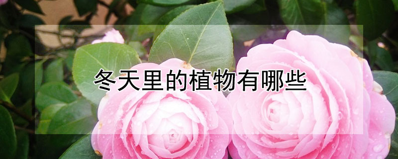冬天里的植物有哪些（冬天里的植物有哪些画出来）