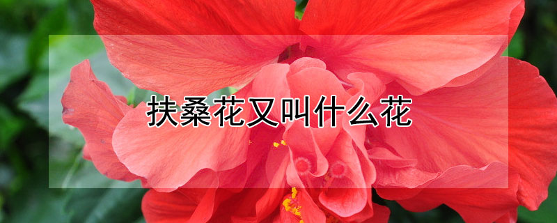 扶桑花又叫什么花（扶桑花又叫什么花名字）