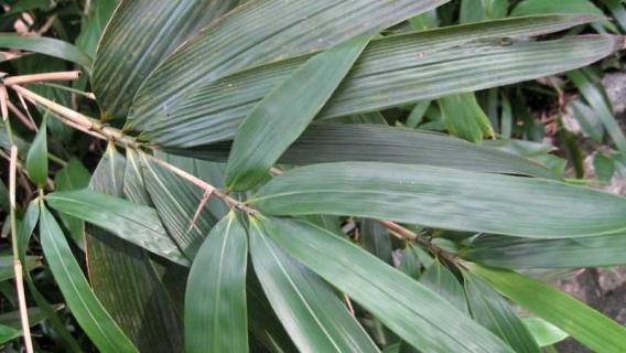 包粽子的叶子叫什么（南方包粽子的叶子叫什么）