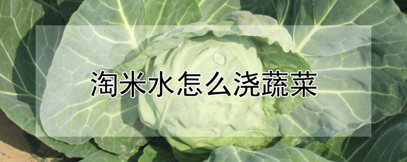 淘米水怎么浇蔬菜（淘米水怎么浇蔬菜最好）