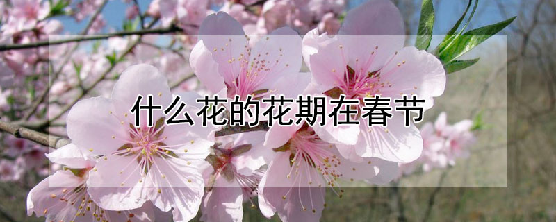 什么花的花期在春节（什么花的花期在春节开放）