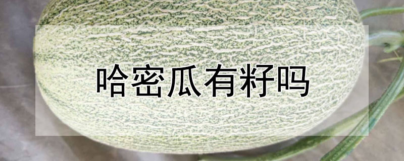 哈密瓜有籽吗（哈密瓜的籽能干嘛）