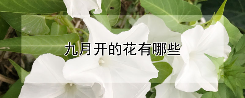 九月开的花有哪些（九月开的花有哪些品种）