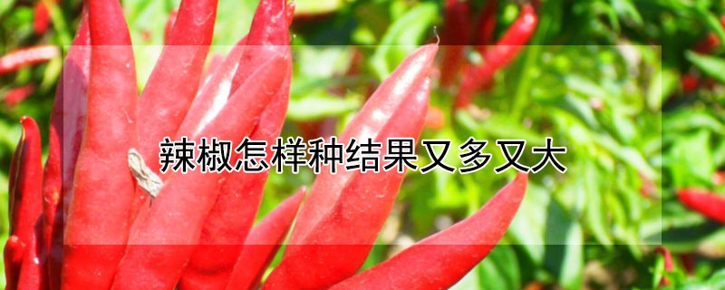 辣椒怎样种结果又多又大 辣椒怎样种结果又多又大呢