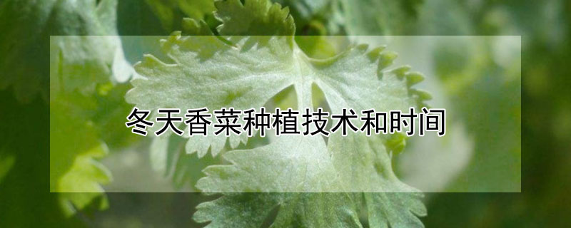 冬天香菜种植技术和时间 夏季香菜种植技术和时间