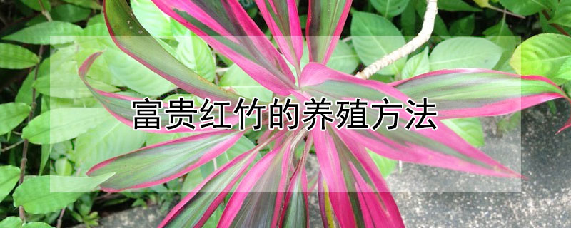 富贵红竹的养殖方法（富贵红竹的养殖方法和注意事项）