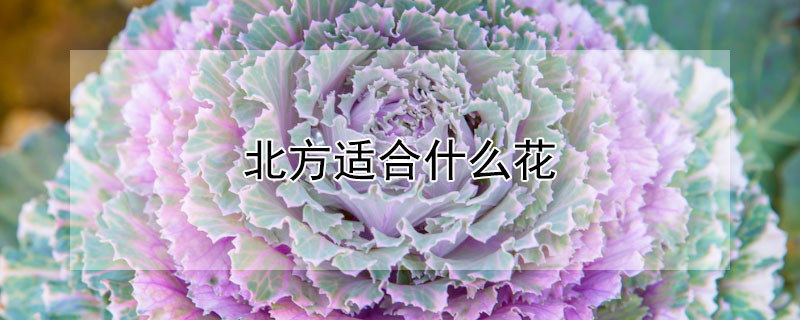 北方适合什么花 北方适合什么花盆栽