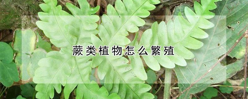蕨类植物怎么繁殖 蕨类植物怎么繁殖后代