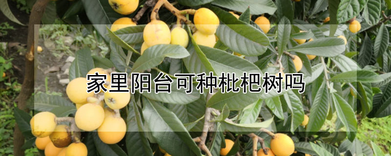 家里阳台可种枇杷树吗（家里阳台可以种枇杷树吗）