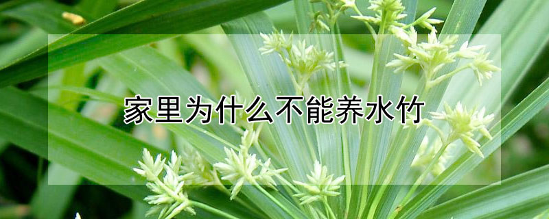 家里为什么不能养水竹（家里为什么不能养水竹呢）