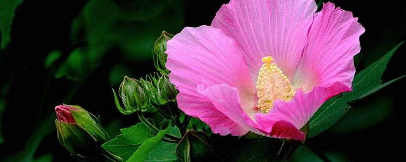 芙蓉和荷花的区别 芙蓉和荷花的区别在哪里