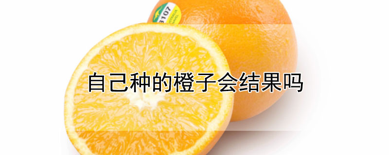 自己种的橙子会结果吗（自己种的橙子会结果吗图片）