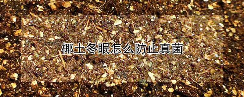 椰土冬眠怎么防止真菌（椰土冬眠怎么防止真菌病）